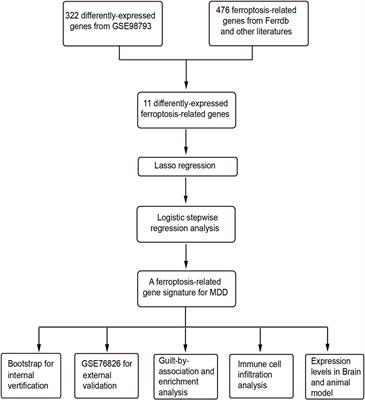 Ferroptosis-related genes as diagnostic markers for major depressive disorder and their correlations with immune infiltration